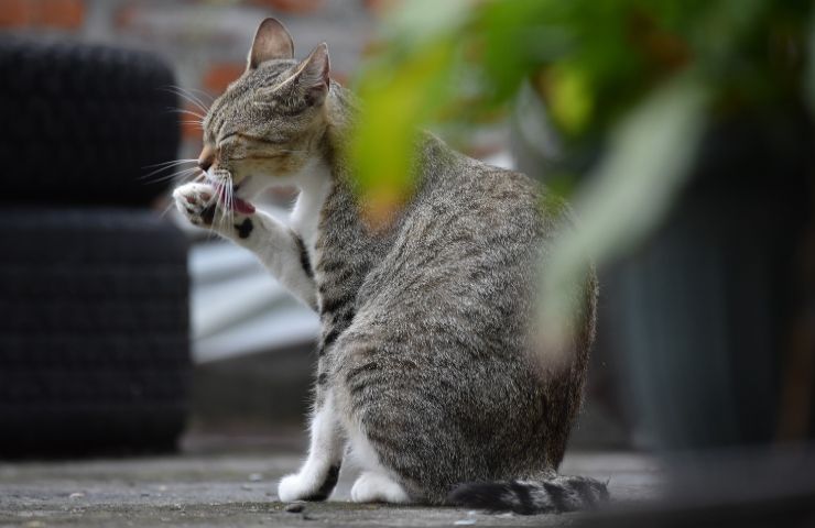 Perché gatto lecca oggetti