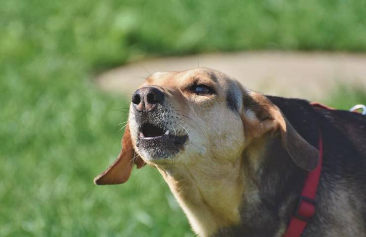 Il momento in cui un cane abbaia