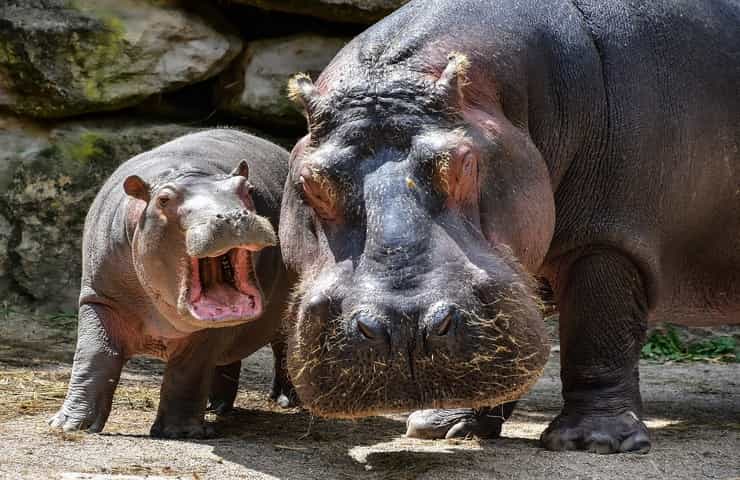 Ippopotami specie a rischio estinzione