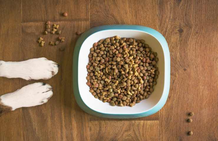 Le zampe di un cane fanno capolino accanto alle sue crocchette