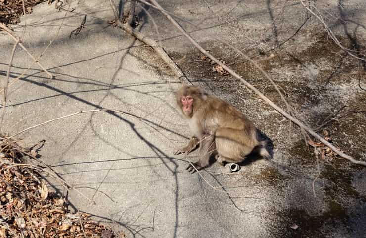 Macachi giapponesi attaccano le persone in città