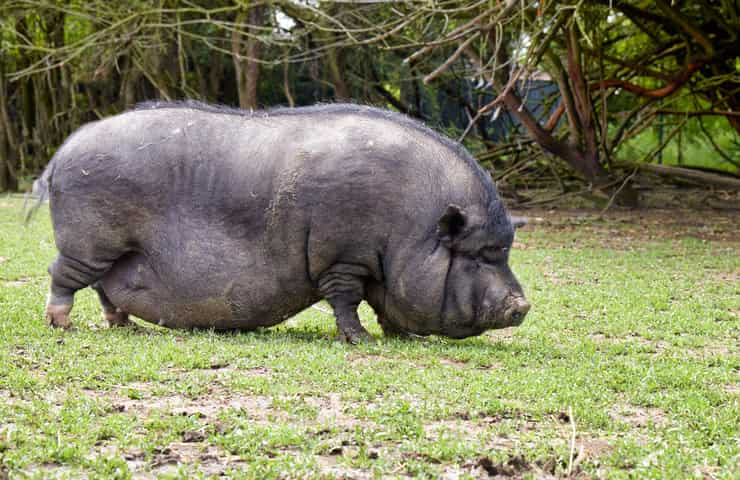 Maiali animali domestici