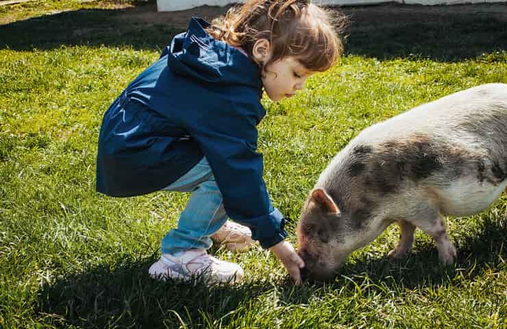 Il maiale è un animale domestico