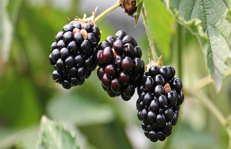 Contaminação de frutas de verão e pesticidas