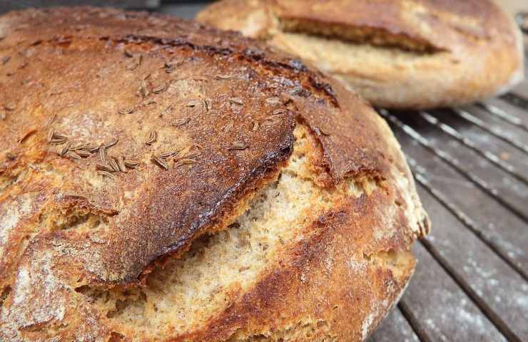 insetti mangiapane, l'incubo nella dispensa