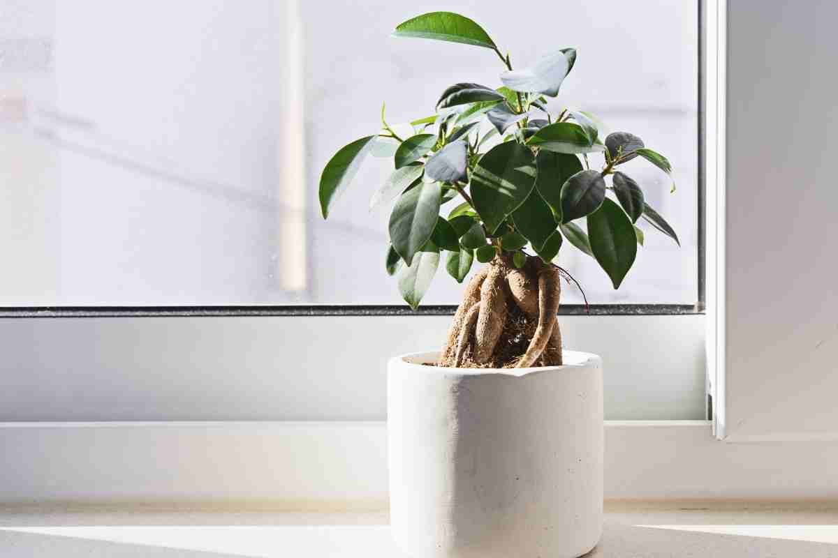 Perché possedere un bonsai in casa