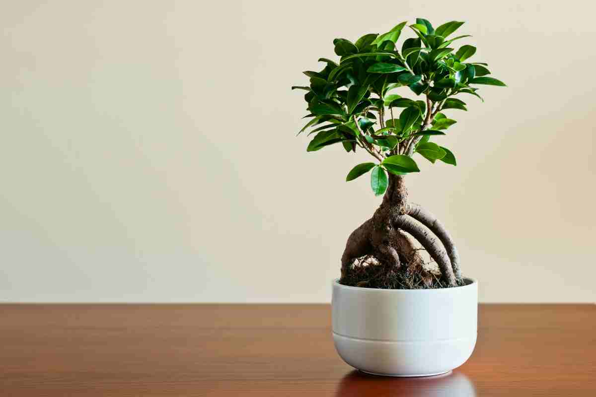Portafortuna e amore: questo bonsai è simbolo di luce