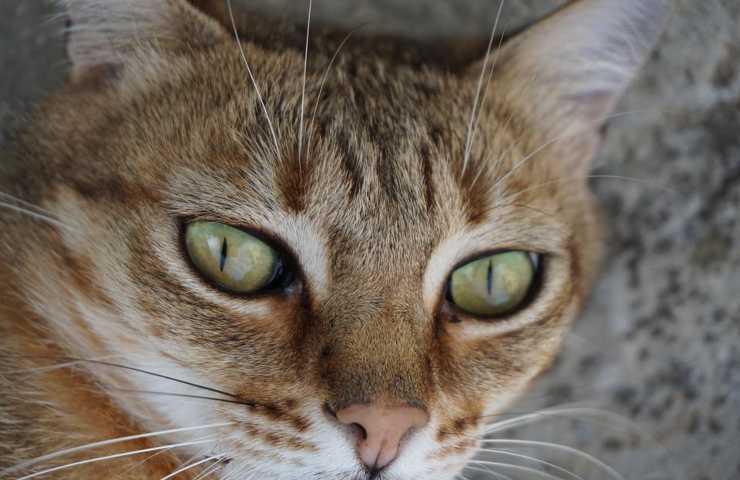 Primo piano di un gatto