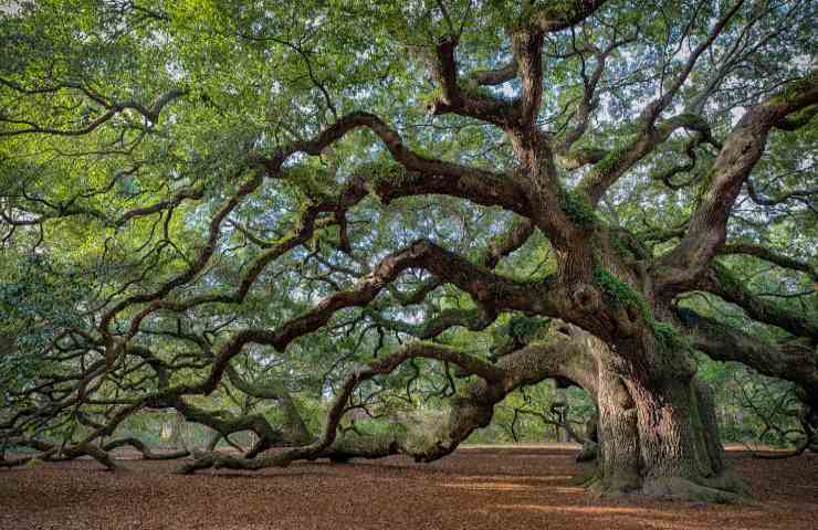 Quercia più grande d'Italia