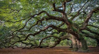 Sai dove si trova la quercia più grande d’Italia? È titanica