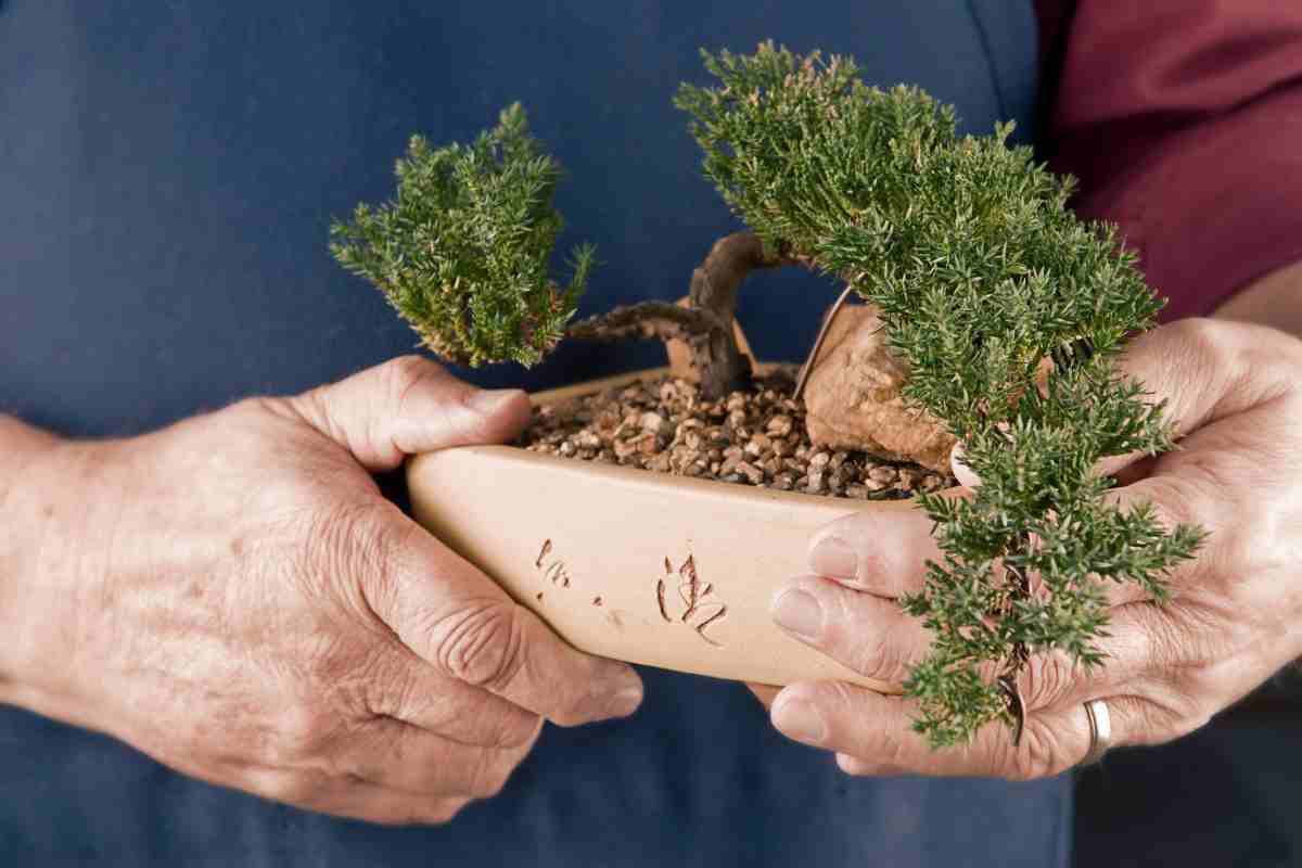 Regalare un bonsai: che cosa vogliamo comunicare?