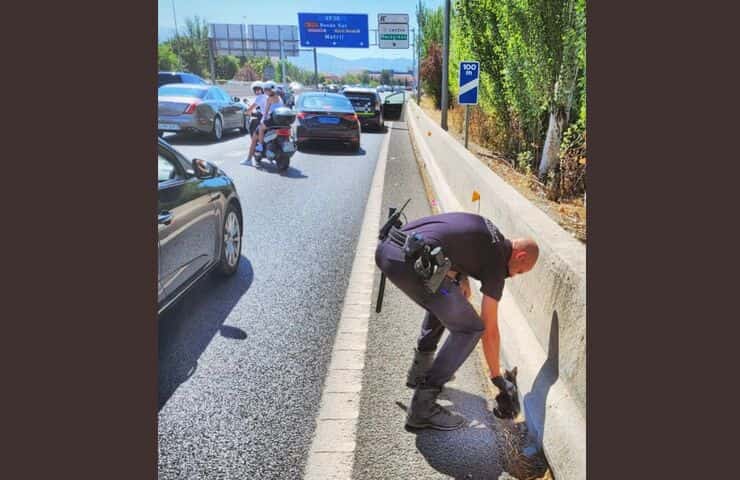 Poliziotto salva gattino autostrada