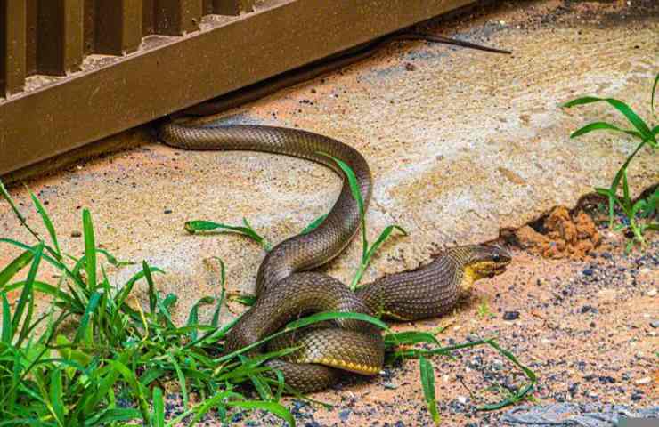 serpente dove si nasconde in casa e come entra