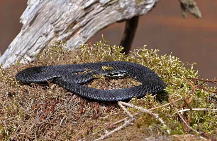 Serpenti innocui