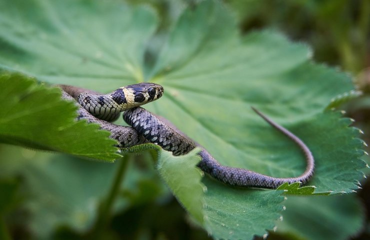 Serpenti come tenerli lontani