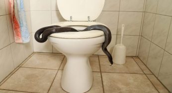 Serpenti in casa: da dove entrano e dove si nascondono
