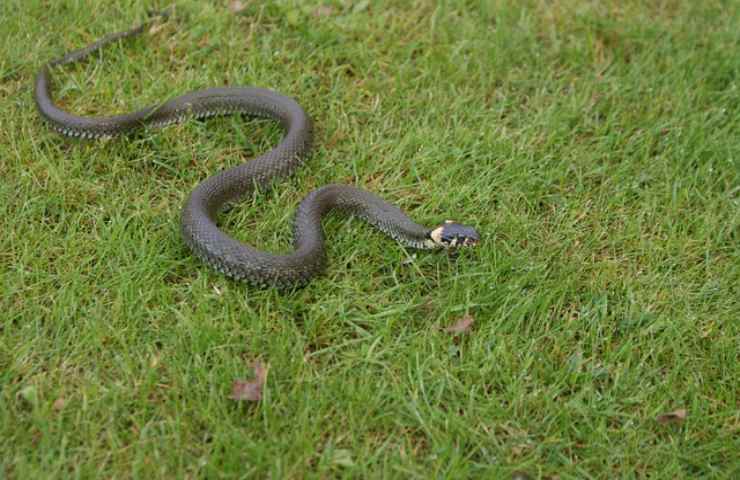 quale numero chiamare se si avvista un serpente in giardino