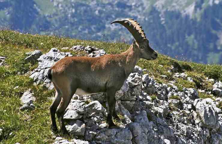 Dopo quanto è morto lo stambecco sulle dolomiti?