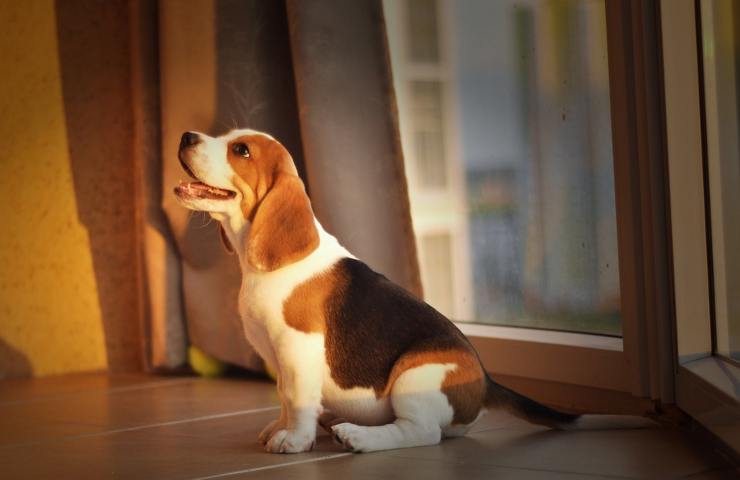 Un Beagle in posizione seduta
