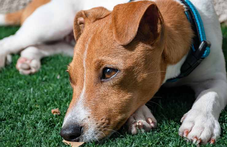 Un Jack Russel Terrier accucciolato