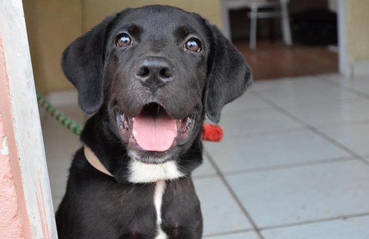 Un Labrador in primo piano