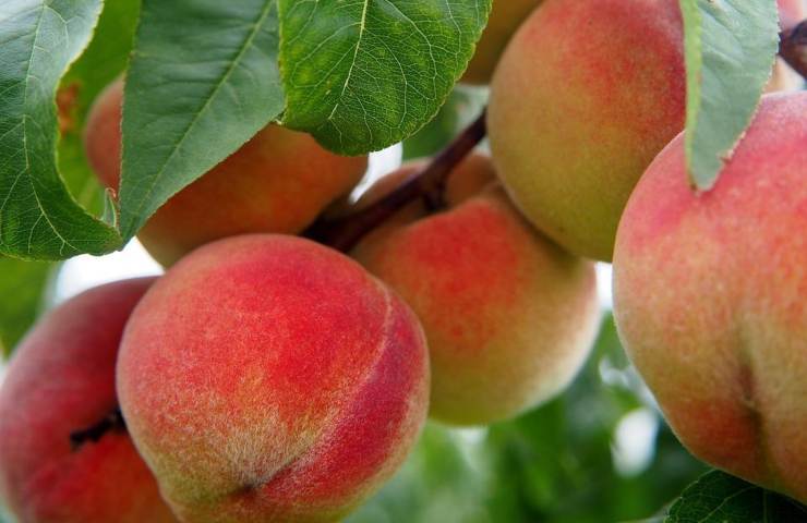 Un albero di pesco carico di frutti