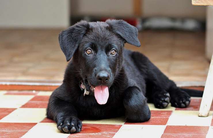 Un bel cucciolo dal pelo nero