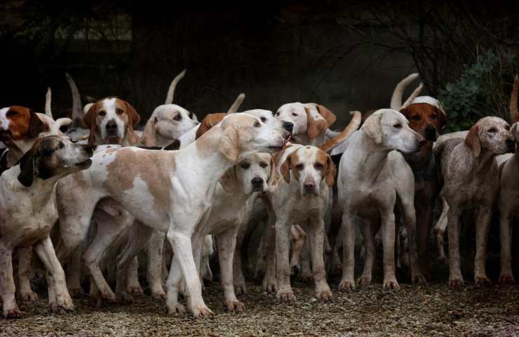 Un branco di cani