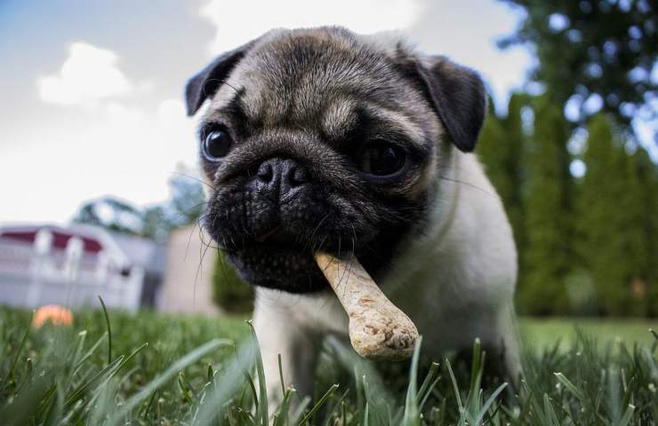 Un cane addenta un osso