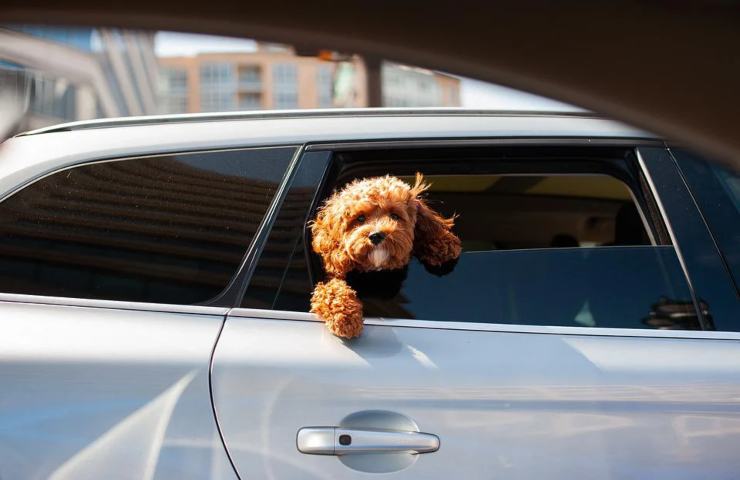 Un cane che si affaccia dal finestrino