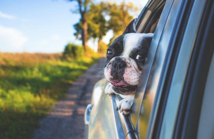 Un cane che sporge dal finestrino