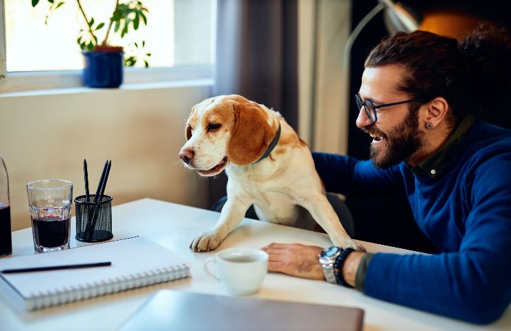 il rumore del citofono fa male ai cani?