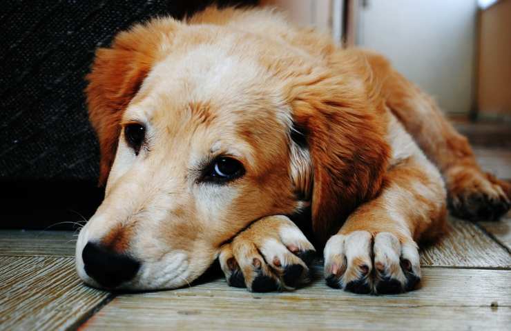 Un cane dall'aria triste