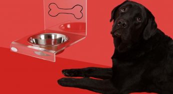 L’acqua del rubinetto è rischiosa per cani e gatti?