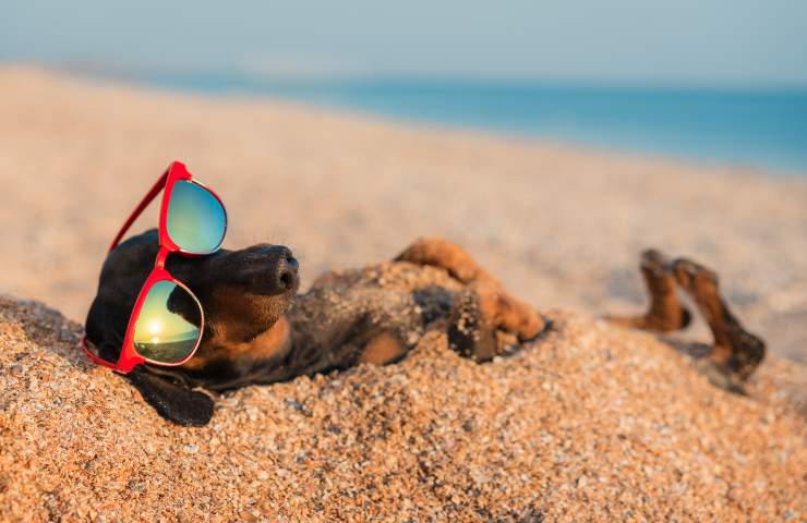 cosa prevede la legge italiana sull'accesso dei cani in spiaggia