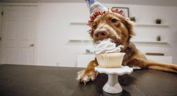 “Moltiplica per 7″ è sbagliato: età cani, l’annuncio dagli USA