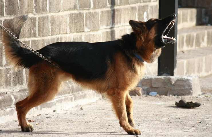 Un cane nell'atto di abbaiare