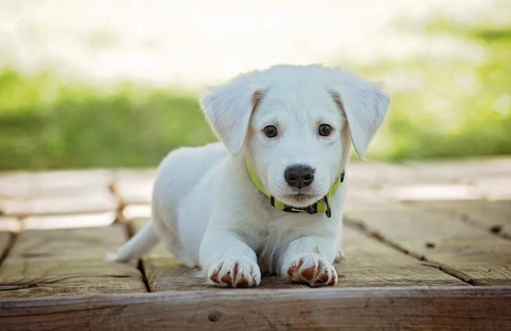 Un cucciolo dallo sguardo tenerissimo