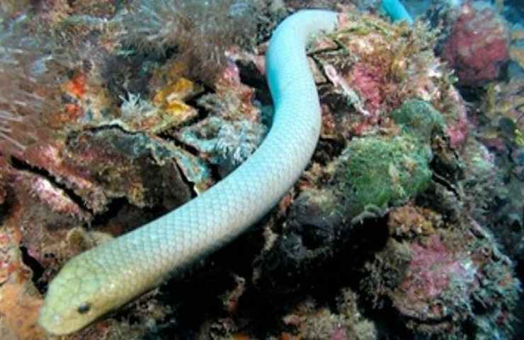 Un esemplare di serpente marino