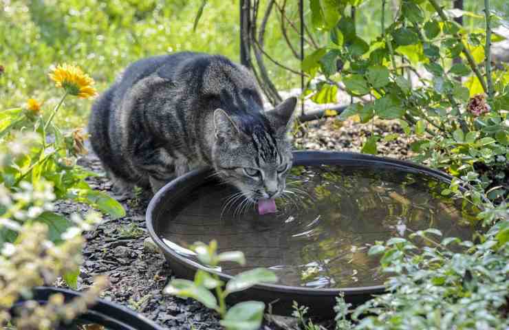 Un gatto che sta bevendo