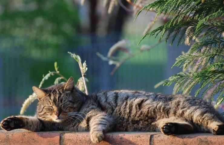 Un gatto disteso sul fianco