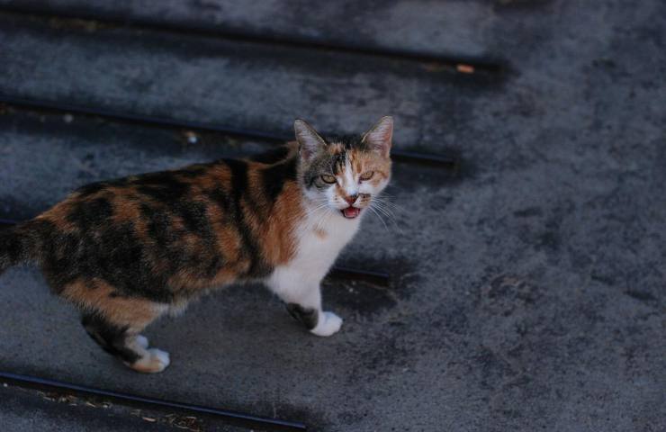 Un gatto fotografato mentre miagola