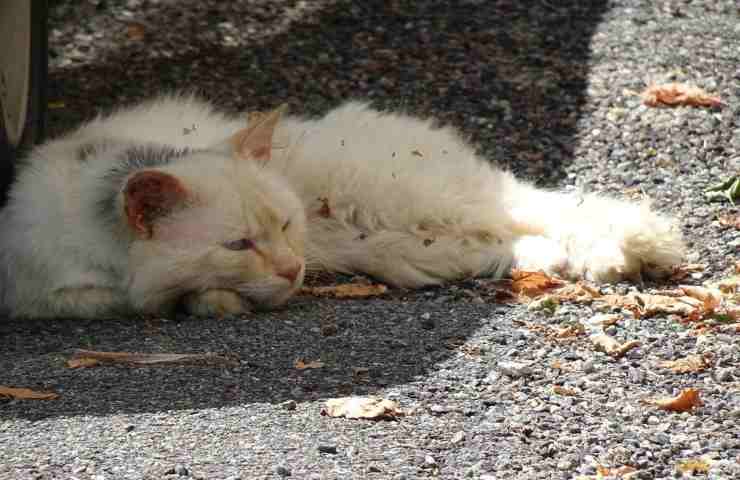 Un gatto sdraiato di lato in strada