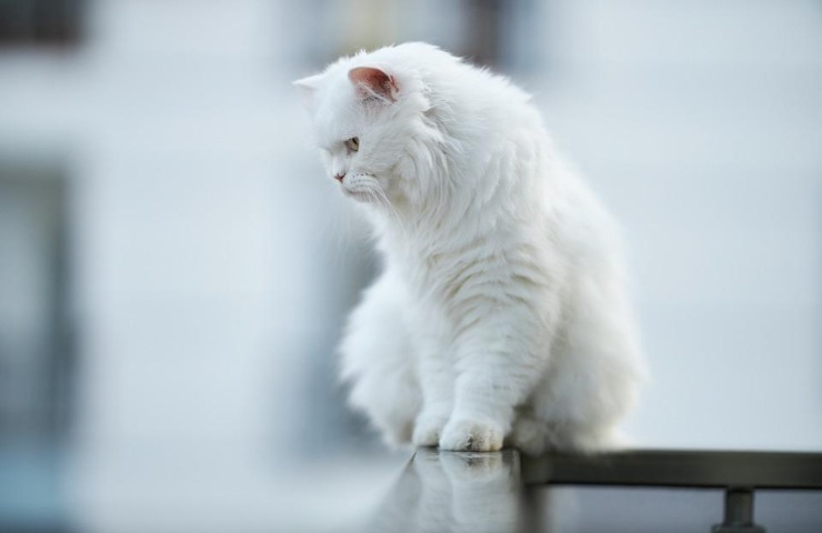 Un gatto sul balcone