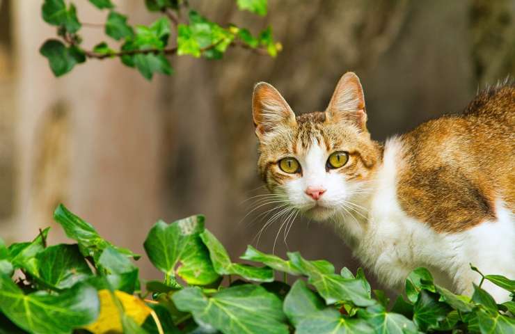 Un gatto visto da vicino