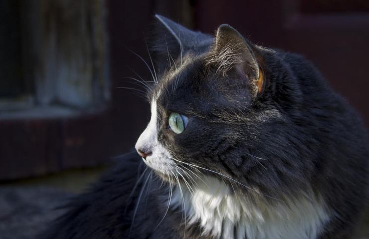 Un gatto visto di profilo