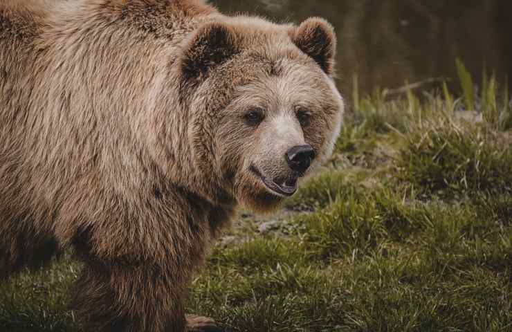 Un orso in un bosco