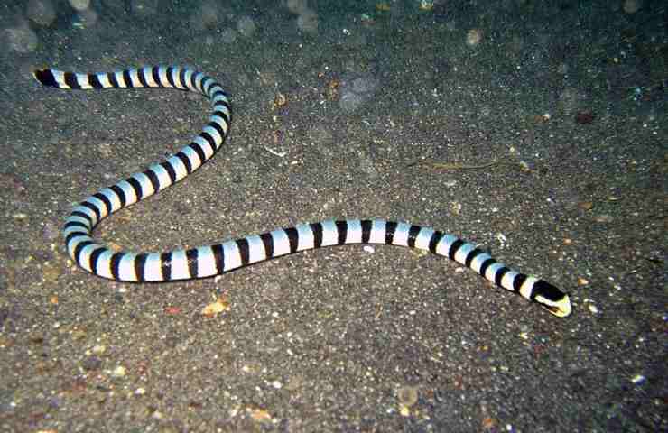 Un serpente marino dai colori pittoreschi