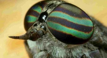 Come sbarazzarsi dei tafani? Questa la geniale soluzione