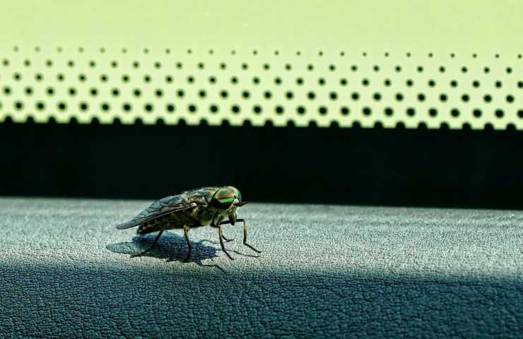 Un insetto posato su una superficie